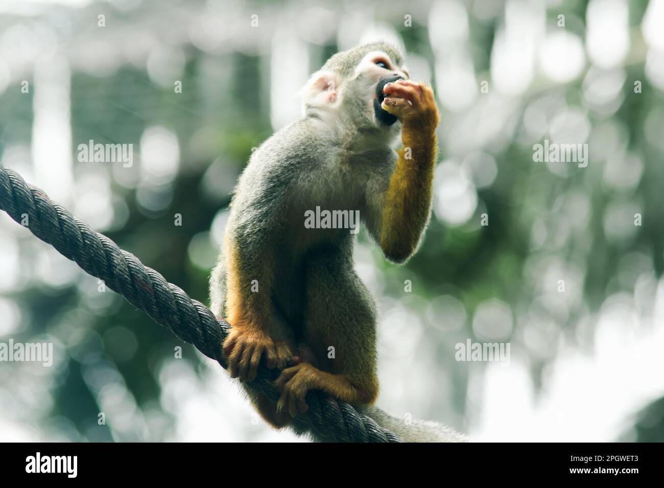 Ecurrel Monkey escalade une corde et mange.Ce sont des mammifères.Un petit singe la fourrure est brune avec une teinte grise comme la couleur d'un écureuil. Banque D'Images