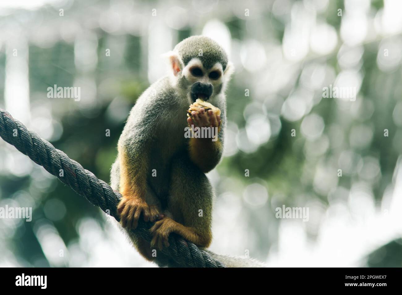 Ecurrel Monkey escalade une corde et mange.Ce sont des mammifères.Un petit singe la fourrure est brune avec une teinte grise comme la couleur d'un écureuil. Banque D'Images