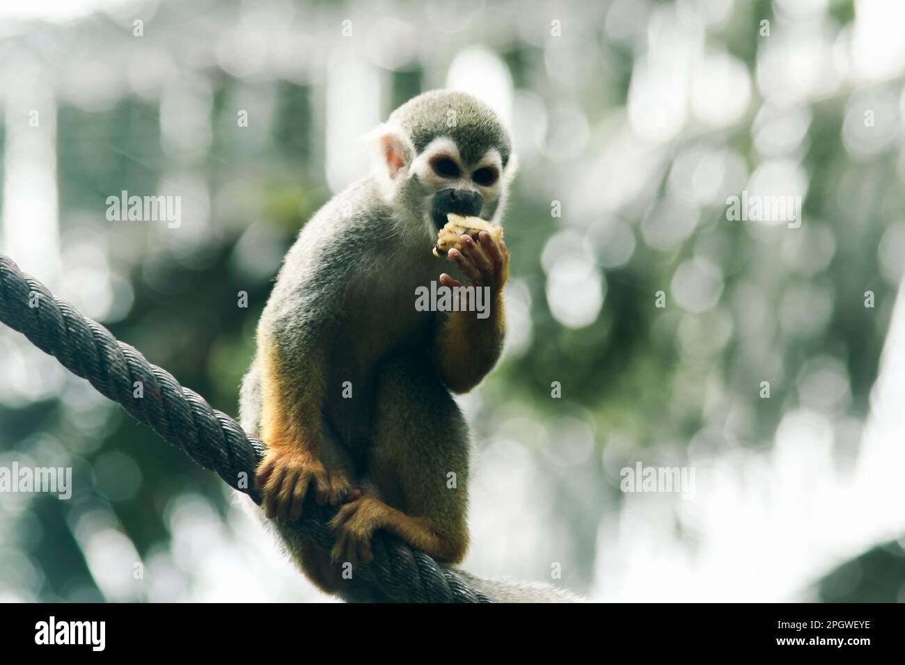 Ecurrel Monkey escalade une corde et mange.Ce sont des mammifères.Un petit singe la fourrure est brune avec une teinte grise comme la couleur d'un écureuil. Banque D'Images