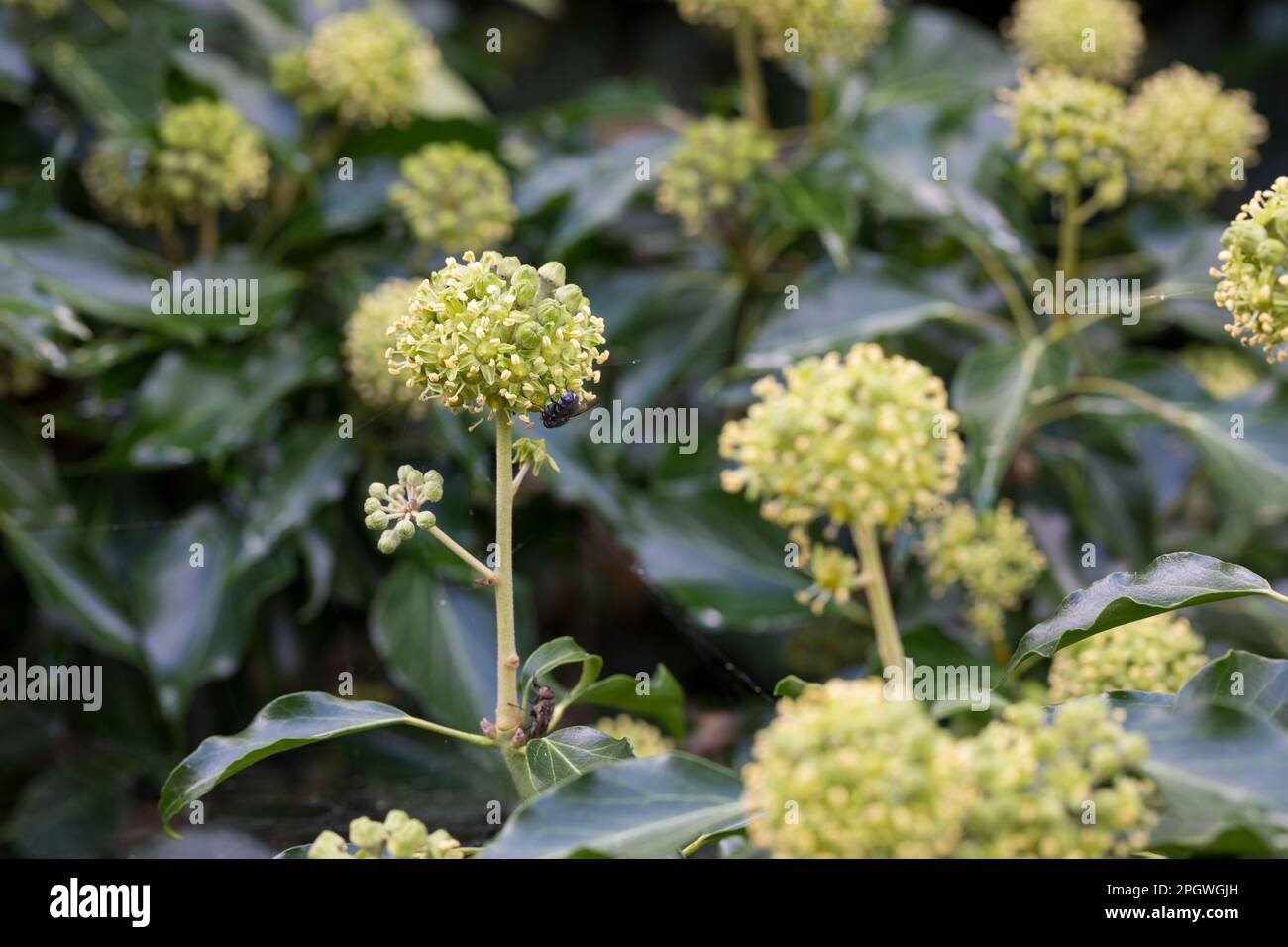 Efeu, Blüten, blühend, Hedera Helix, Ivy, Ivy commun, Ivy anglaise, fleur, fleur, fleurs, Fleurs, fleurs, grimpant Lierre Banque D'Images