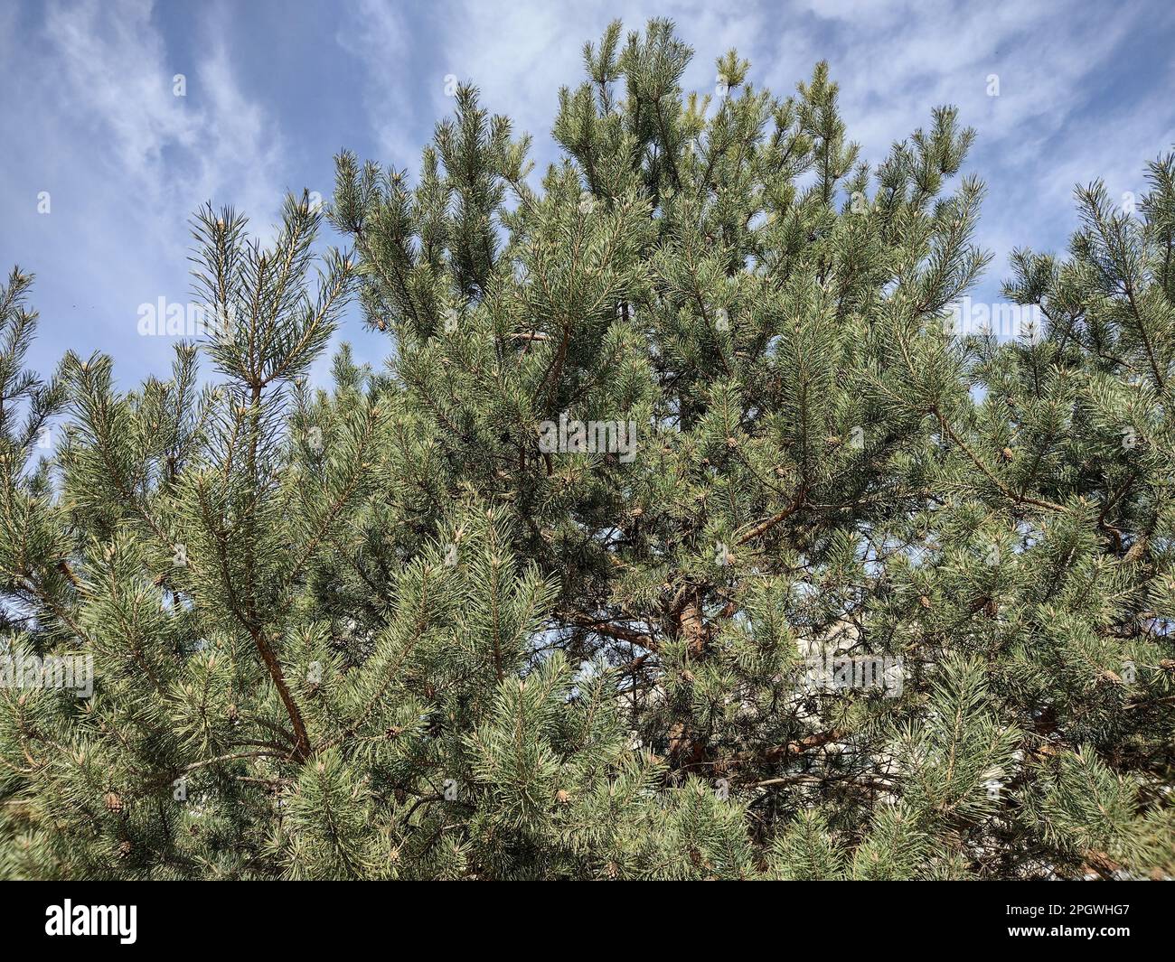 PIN écossais en Roumanie. Pinus sylvestris Banque D'Images