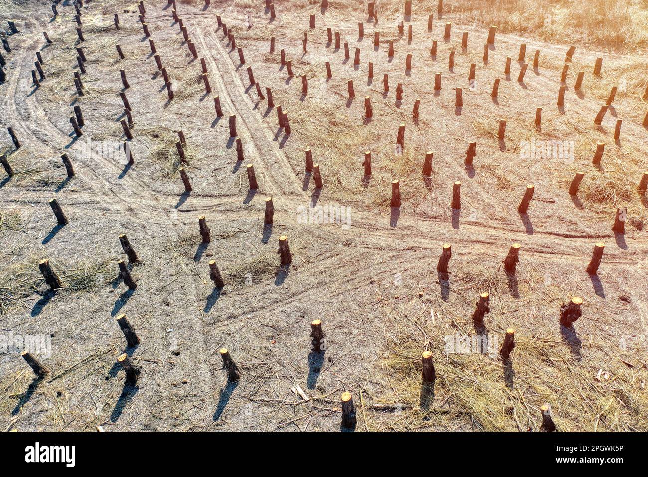 Témoignage de la destruction : la déforestation et son impact sur l'équilibre naturel Banque D'Images