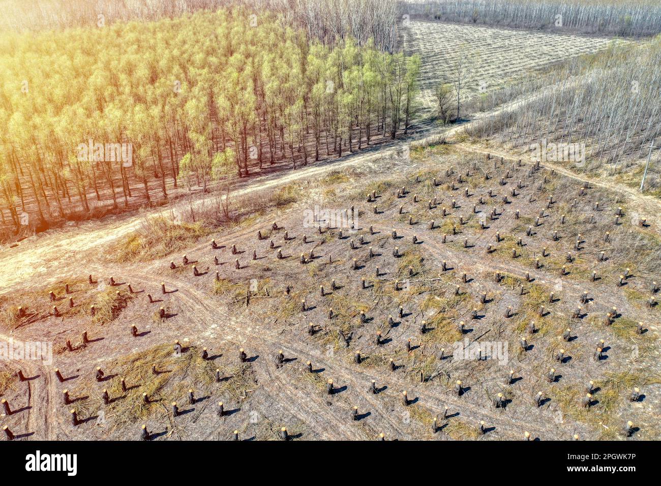 Témoignage de la destruction : la déforestation et son impact sur l'équilibre naturel Banque D'Images