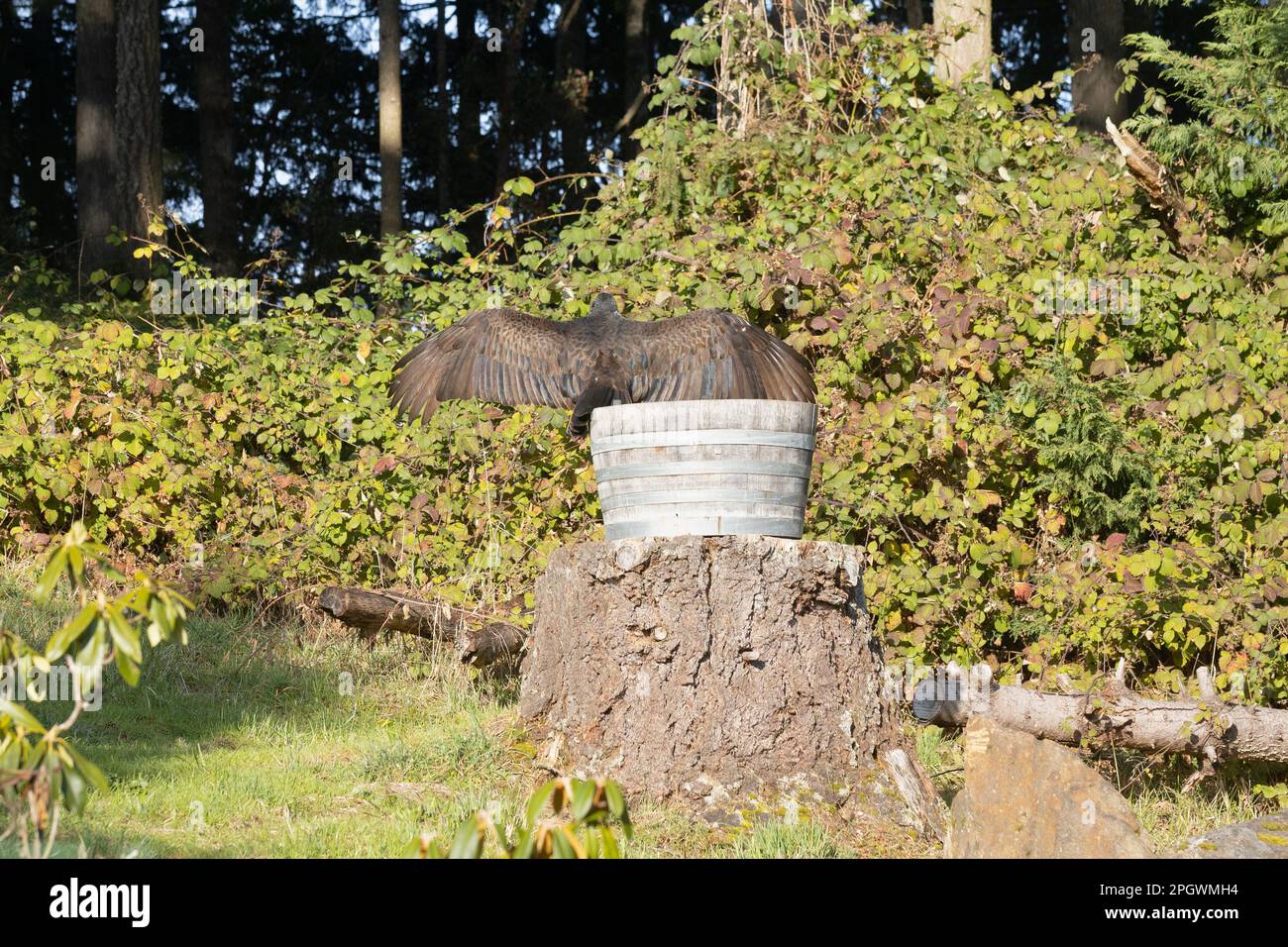 Un vautour de dinde perché sur une souche avec un grand pot de fleurs à demi-baril, avec des ailes étalés et séchant au soleil. Banque D'Images