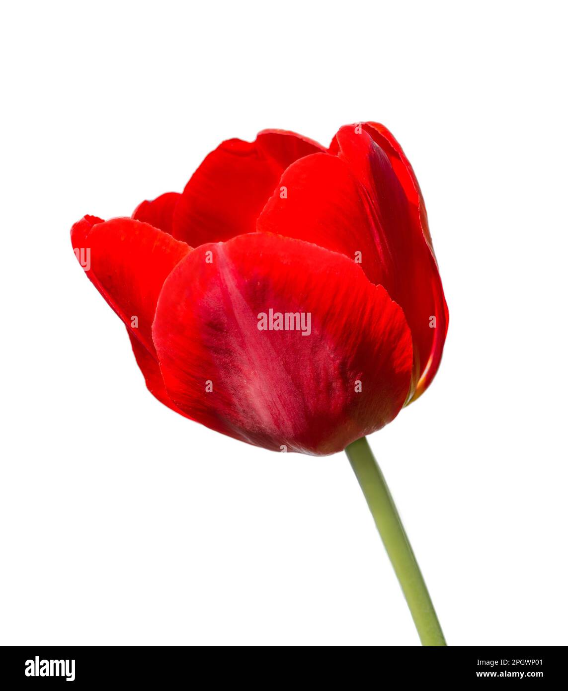 fleur de tulipe isolée sur fond blanc Banque D'Images