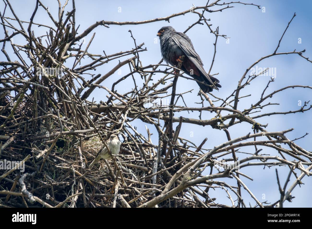 Symbiose complexe d'un seul côté, ou synoïkia. Nid construit par Rok. le faucon à pieds rouges a pris nid du rook et s'est établi le sien. Spanish Sparrow en a profité Banque D'Images