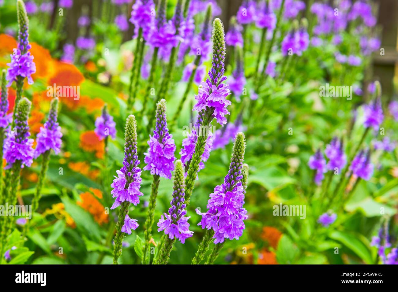 Jardin de fleurs sauvages de cour -- Hoary vervain (Verbena stricta) à Ludington, Michigan, Etats-Unis Banque D'Images