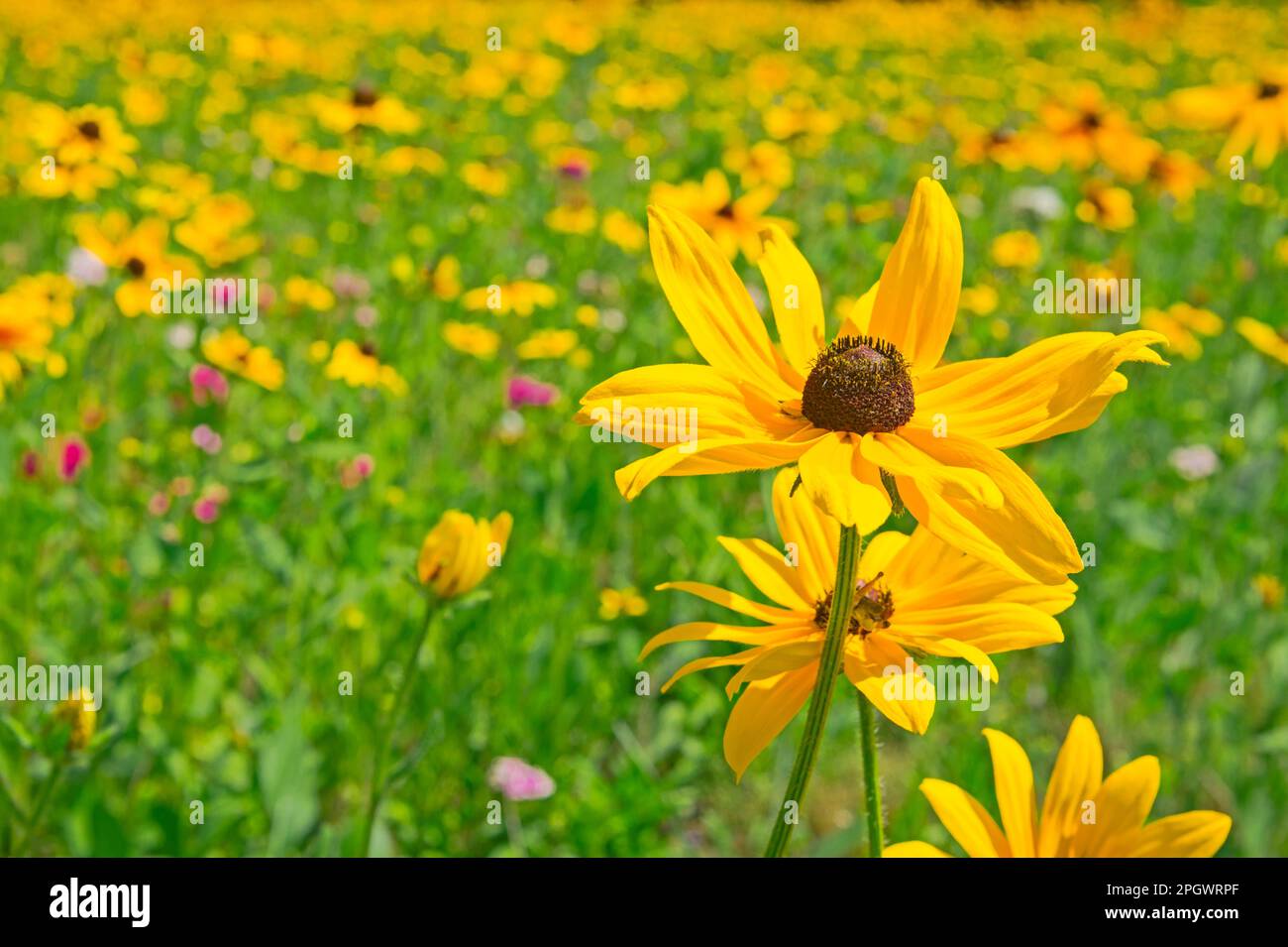 Susan à yeux noirs dans un champ de fleurs à côté de l'US 31 dans le comté de Benzie, Michigan, USA Banque D'Images