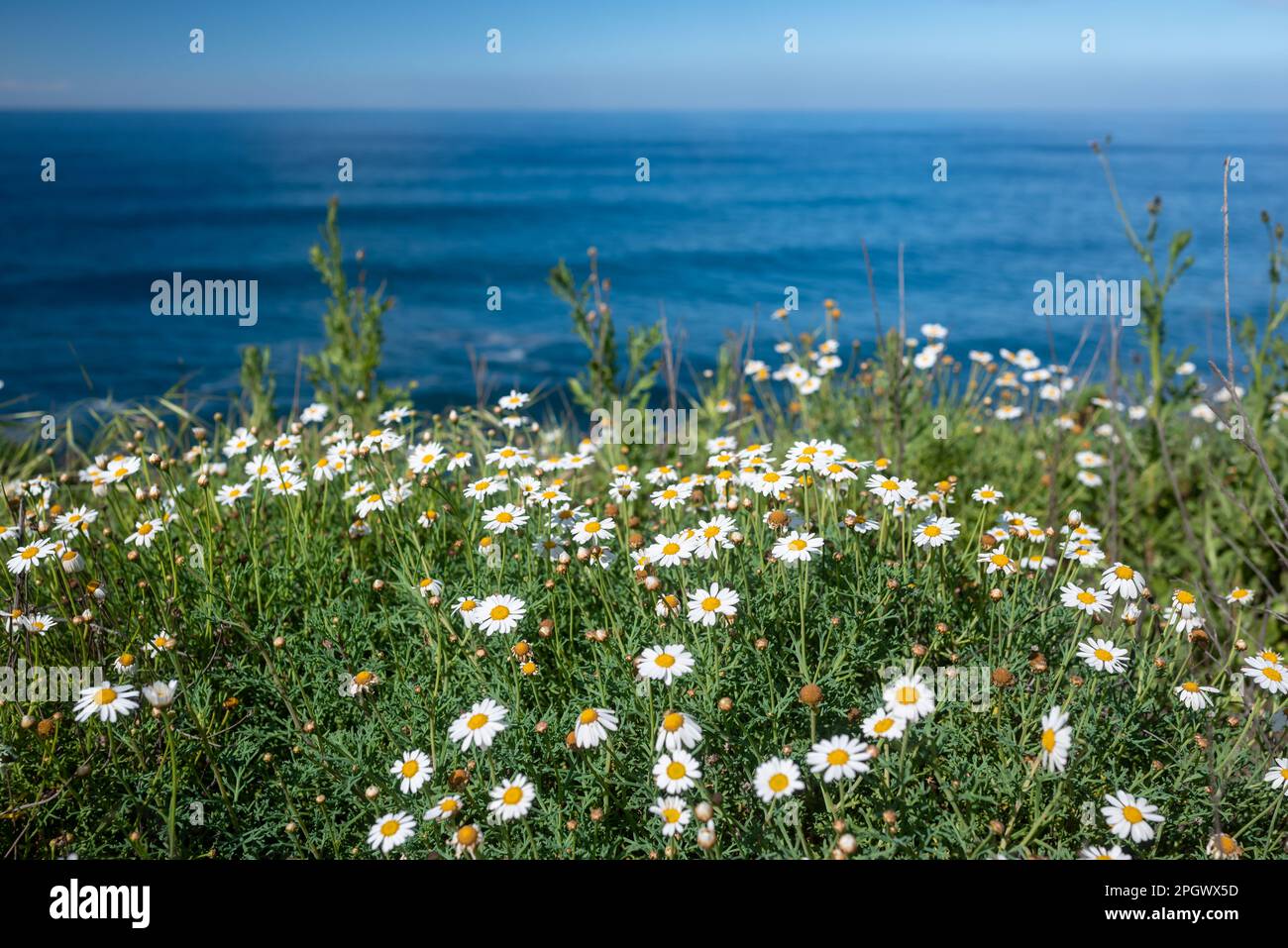 Principalement floue île des Canaries Marguerite ou Dill Daisy fleurs jaunes et blanches Banque D'Images