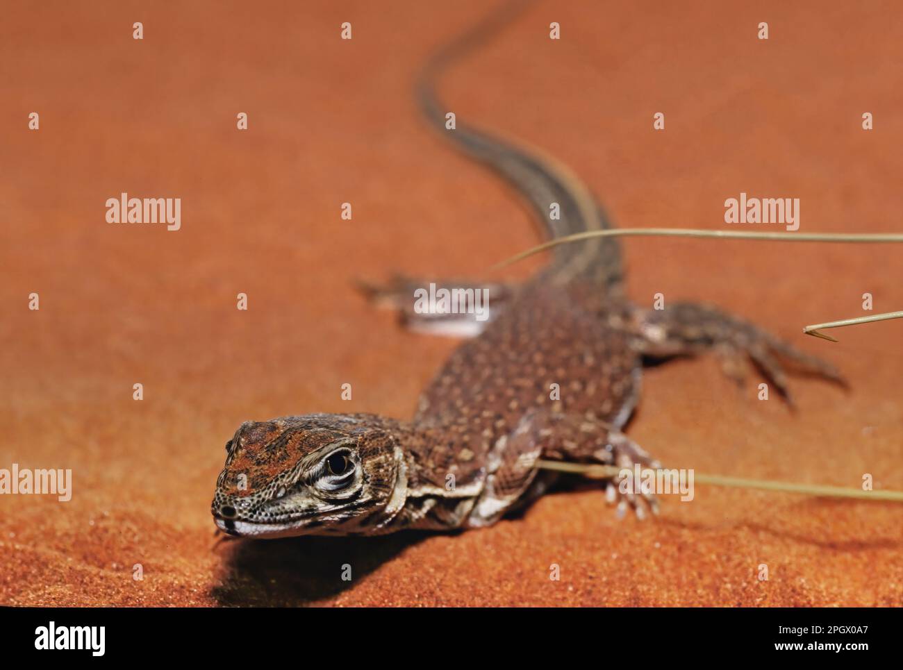 Le moniteur à queue épineuse, un moniteur légèrement petit lézard Banque D'Images