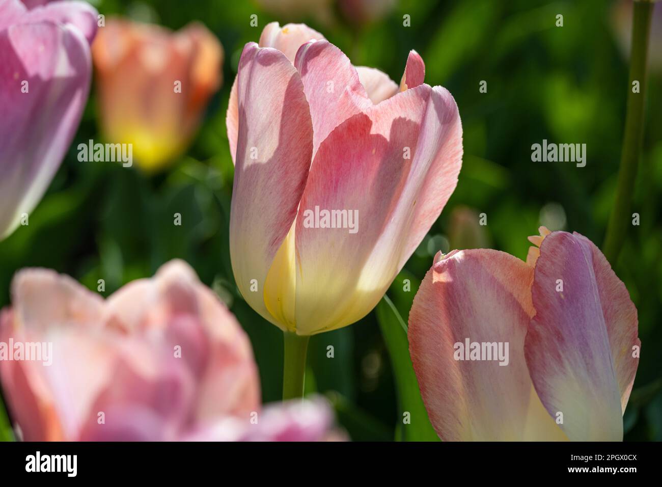Magnifiques tulipes de printemps au jardin botanique d'Atlanta à Midtown Atlanta, Géorgie. (ÉTATS-UNIS) Banque D'Images