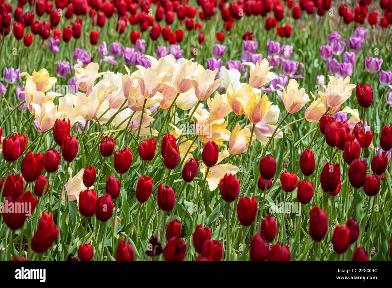 Magnifiques tulipes de printemps au jardin botanique d'Atlanta à Midtown Atlanta, Géorgie. (ÉTATS-UNIS) Banque D'Images