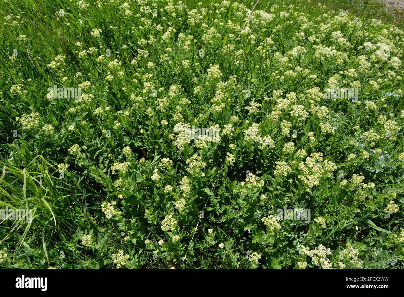 Lepidium draba pousse parmi les graminées dans la nature Banque D'Images