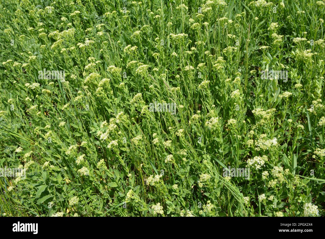 Lepidium draba pousse parmi les graminées dans la nature Banque D'Images