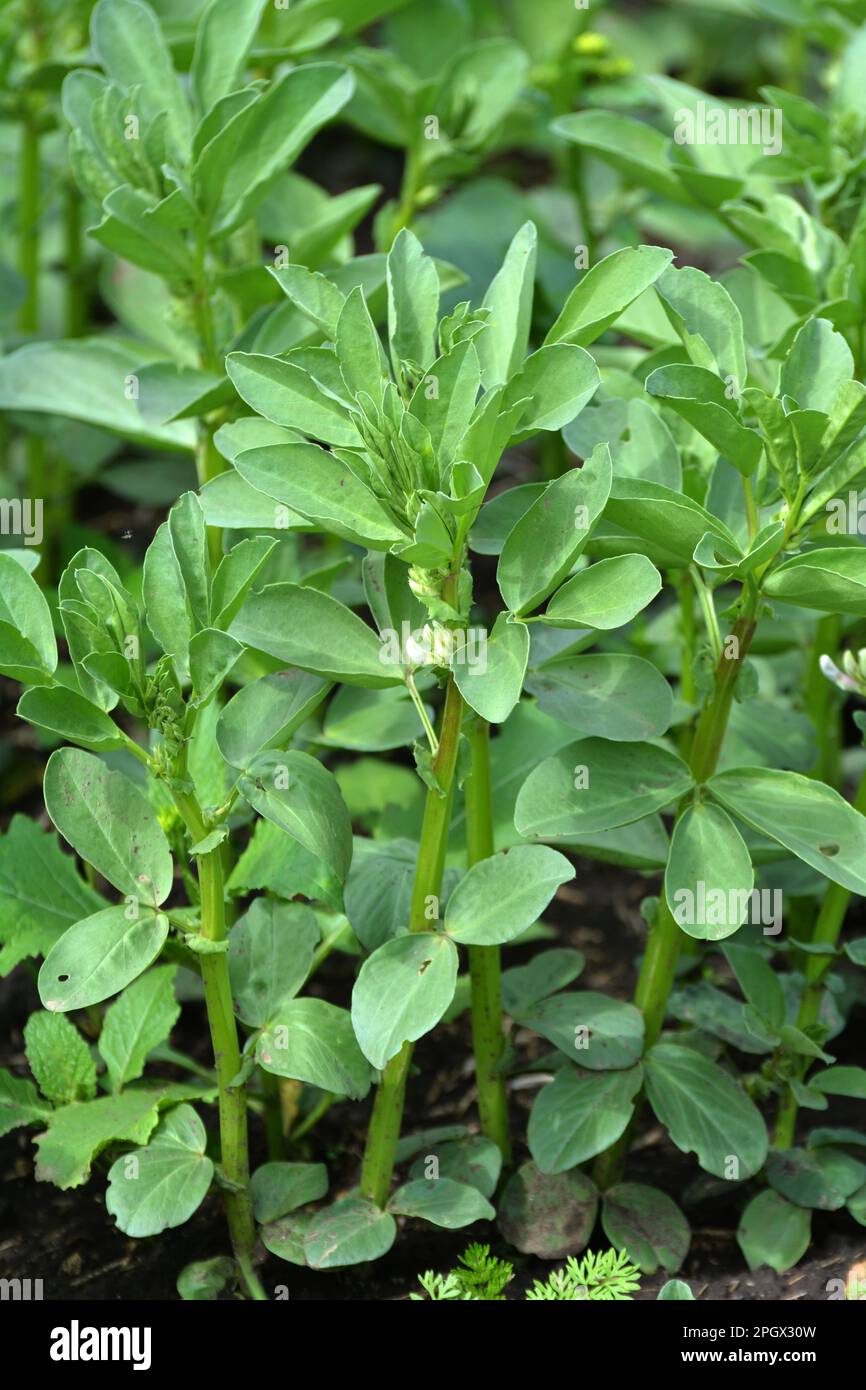 Au printemps, le jeune haricot (Vicia faba) pousse dans un champ agricole Banque D'Images