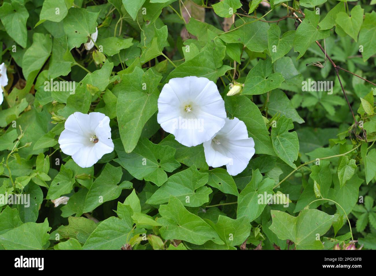 La plante de l'herbe à poux Calystegia sepium pousse dans la nature Banque D'Images