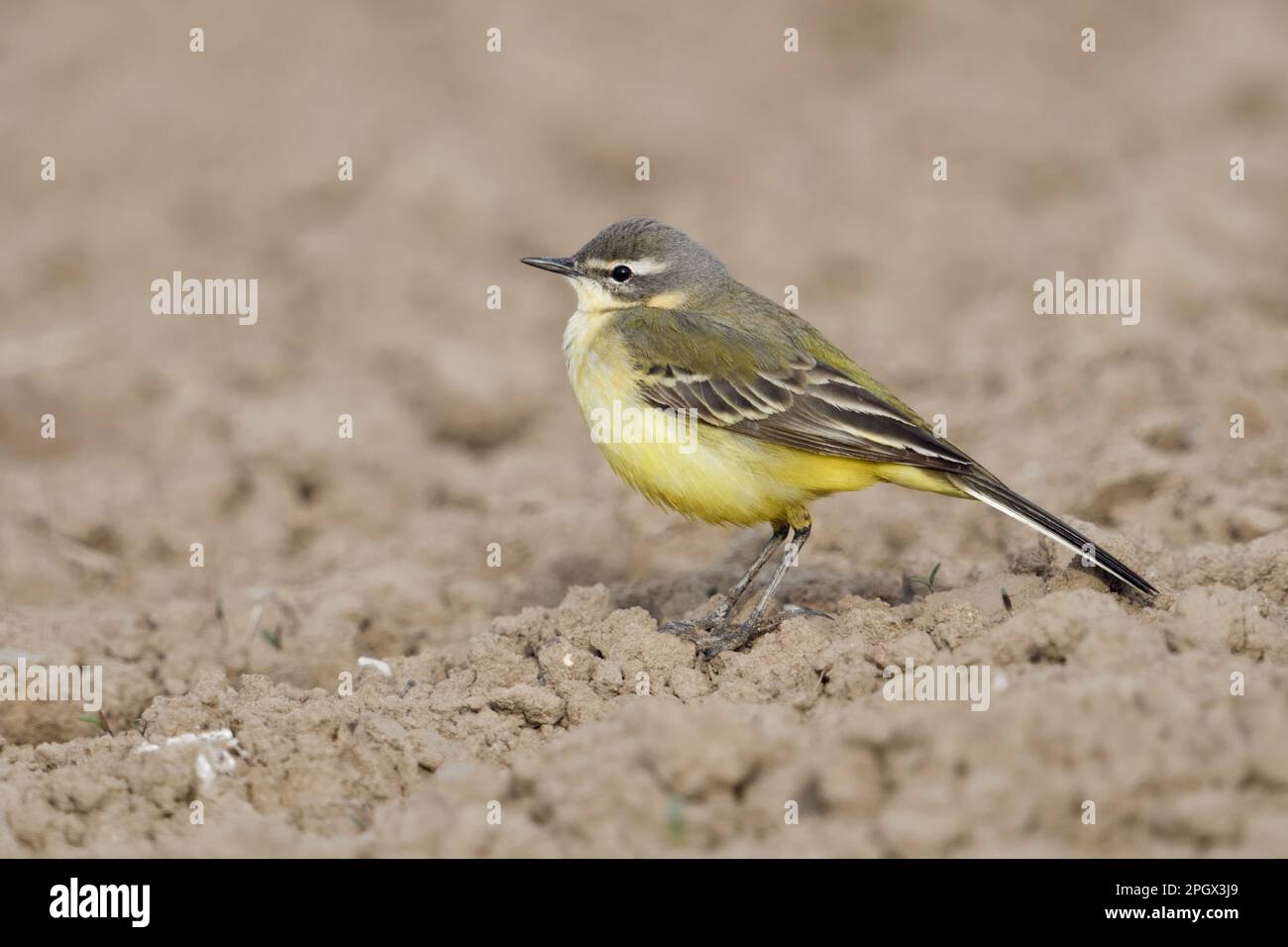 Oiseau du champ et des prairies... Pré Wagtail ( Motacilla flava ) assis sur un champ fraîchement laqué. Banque D'Images