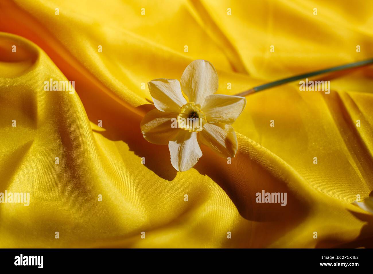 Une lumière s'affode sur un fond jaune vif. De belles courbes de tissu et de fleur de printemps sur elle. Vue de dessus avec espace libre pour le texte. Banque D'Images