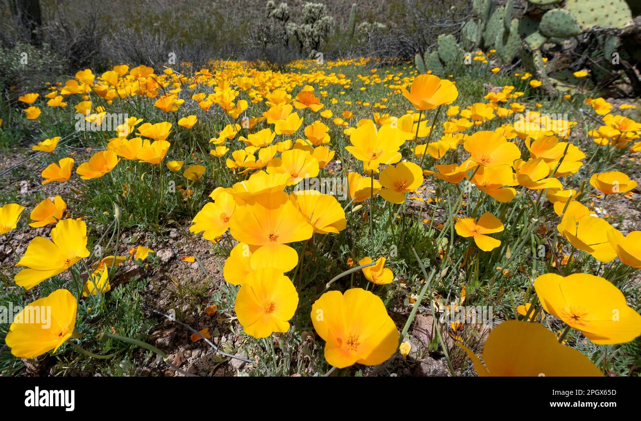 Coquelicots d'or (Eschscholzia californica ssp. mexicana), parc national de Saguaro, unité ouest, Tucson, Arizona, ÉTATS-UNIS. Fleur du printemps 2023. Banque D'Images