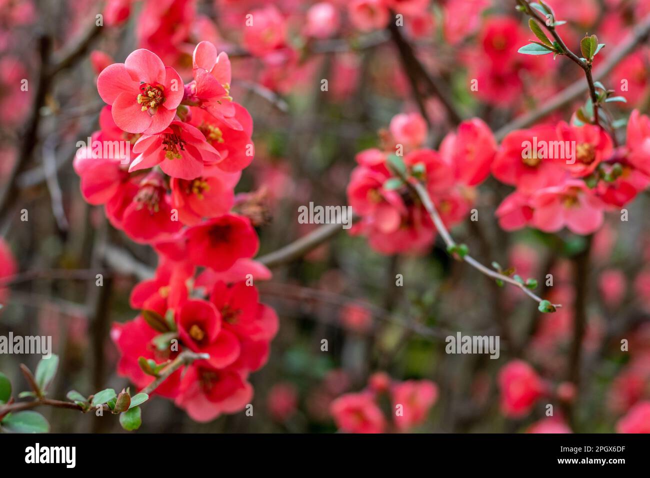 Fleurs de printemps bokeh. Couleur rose délicate et flou léger. Banque D'Images
