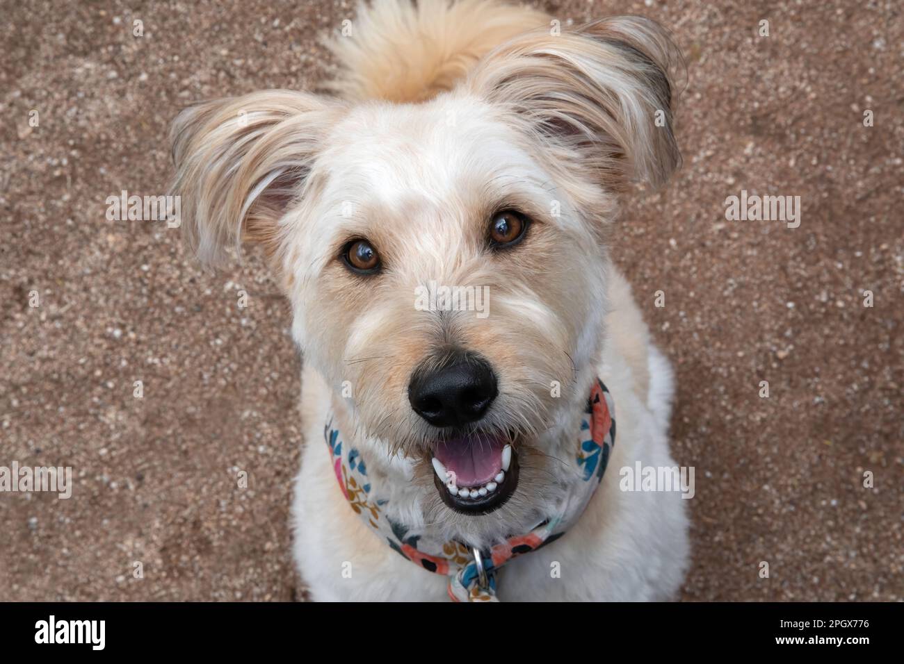 Chien mignon, mélange de caniches, regarder l'appareil photo. Banque D'Images