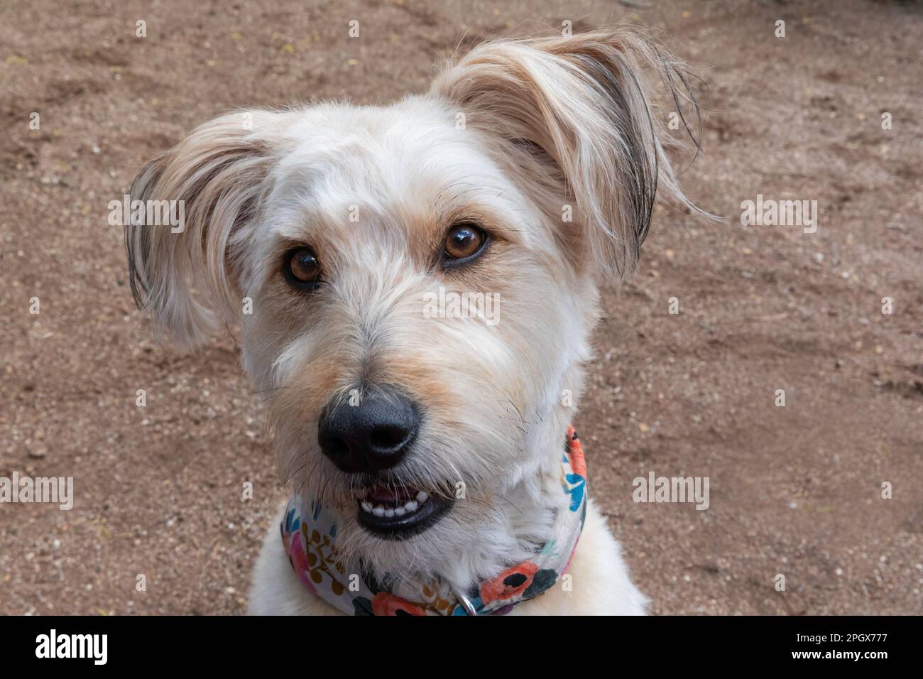 Chien mignon, mélange de caniches, regarder l'appareil photo. Banque D'Images