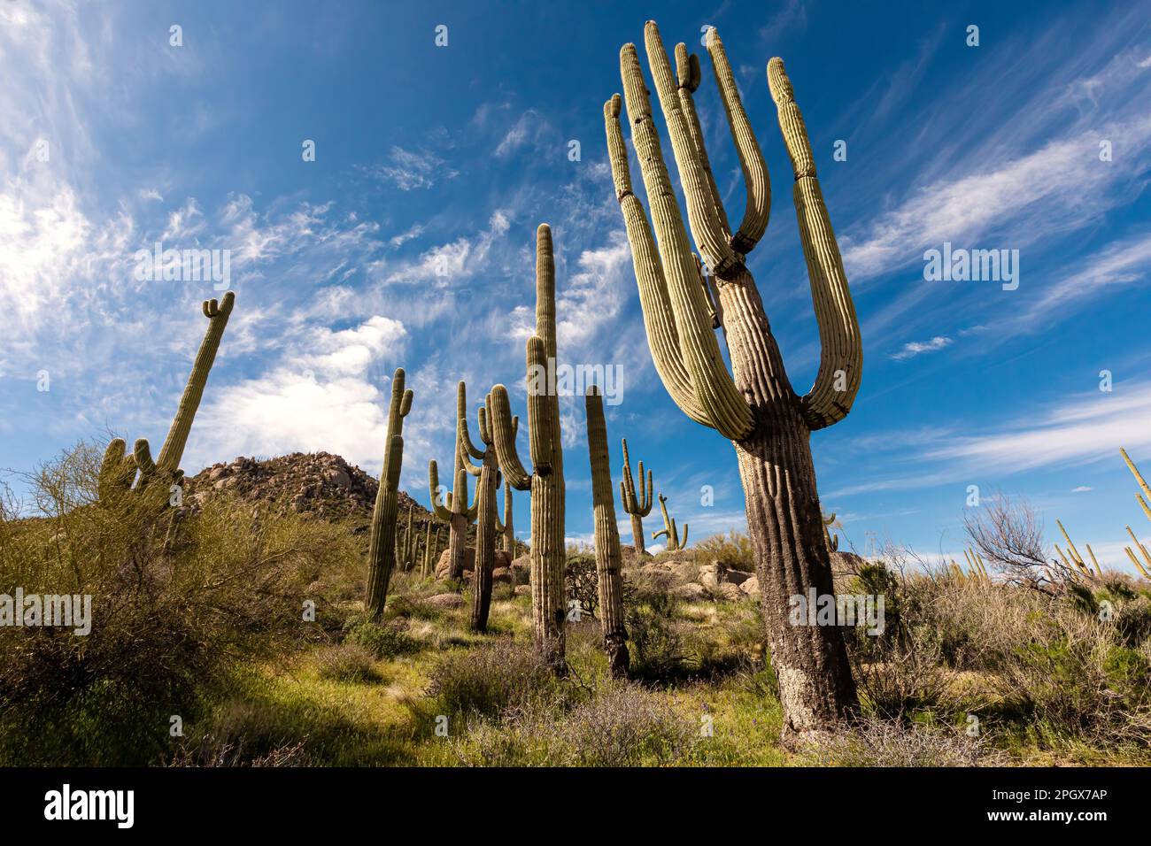 Stand de Giant Saguaros (Carnegiea gigantea), McDowell Sonoran Preserve, Scottsdale, Arizona, Etats-Unis. Banque D'Images