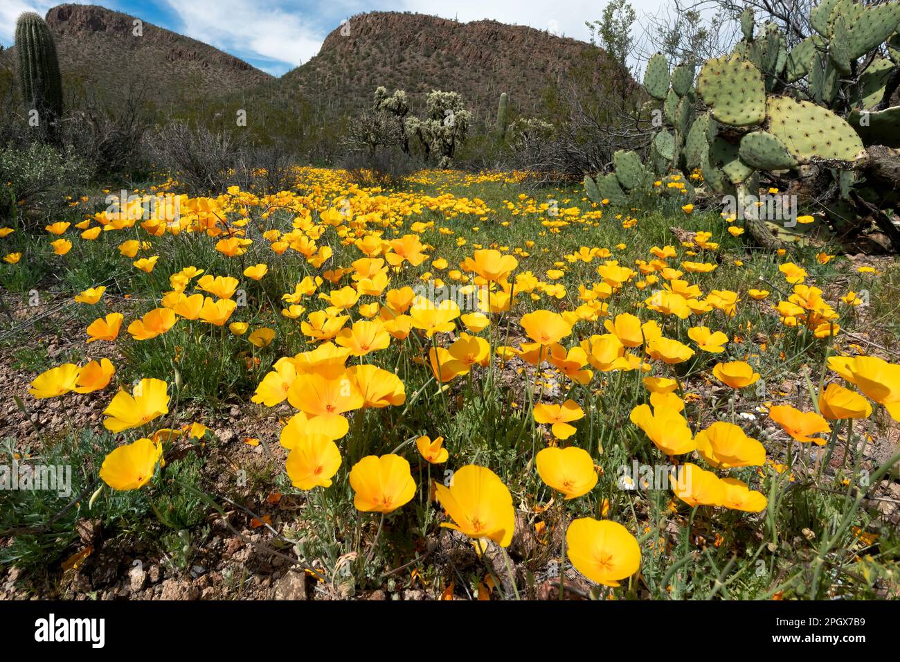 Coquelicots d'or (Eschscholzia californica ssp. mexicana), parc national de Saguaro, unité ouest, Tucson, Arizona, ÉTATS-UNIS. Fleur du printemps 2023. Banque D'Images
