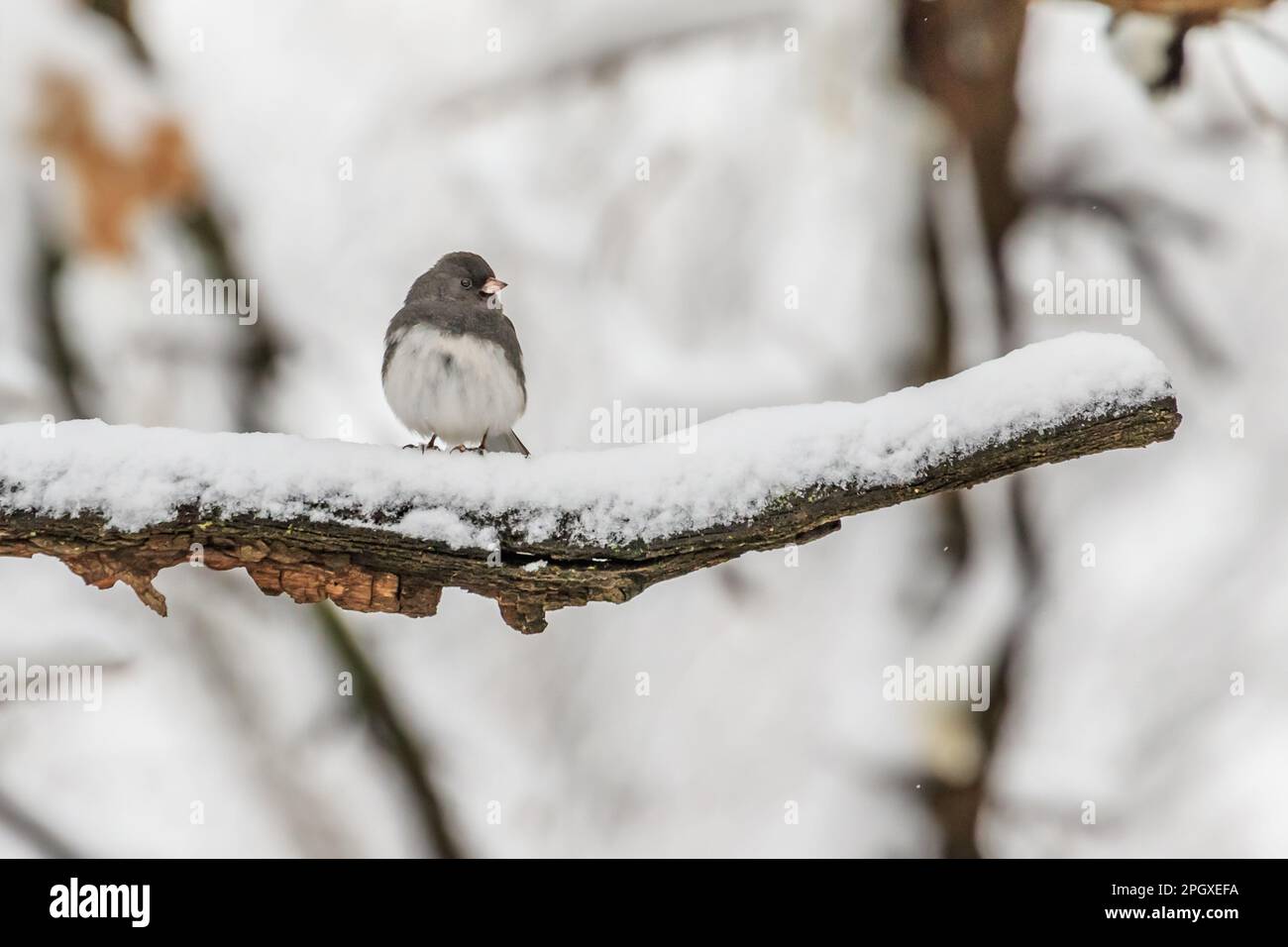 Junco (Snowbird) aux yeux sombres sur une branche enneigée Banque D'Images