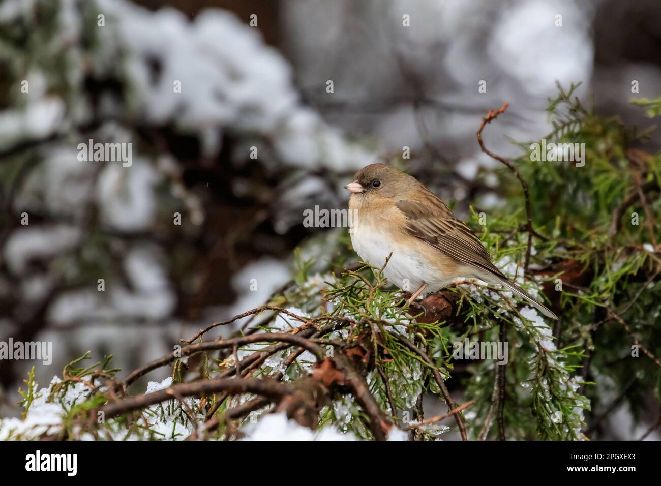 Junco aux yeux sombres (Junco hyemalis mearnsi) dans un arbre enneigé Banque D'Images