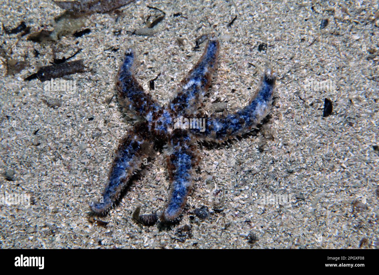 Port de plaisance Starfish Stella (Coscinasterias tenuispina) Banque D'Images