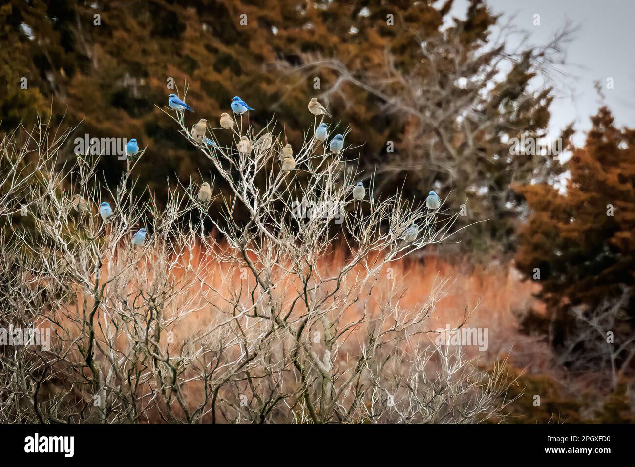 Un troupeau d'oiseaux bleus de montagne dans un arbre au parc national Roman Nose, dans le nord-ouest de l'Oklahoma Banque D'Images