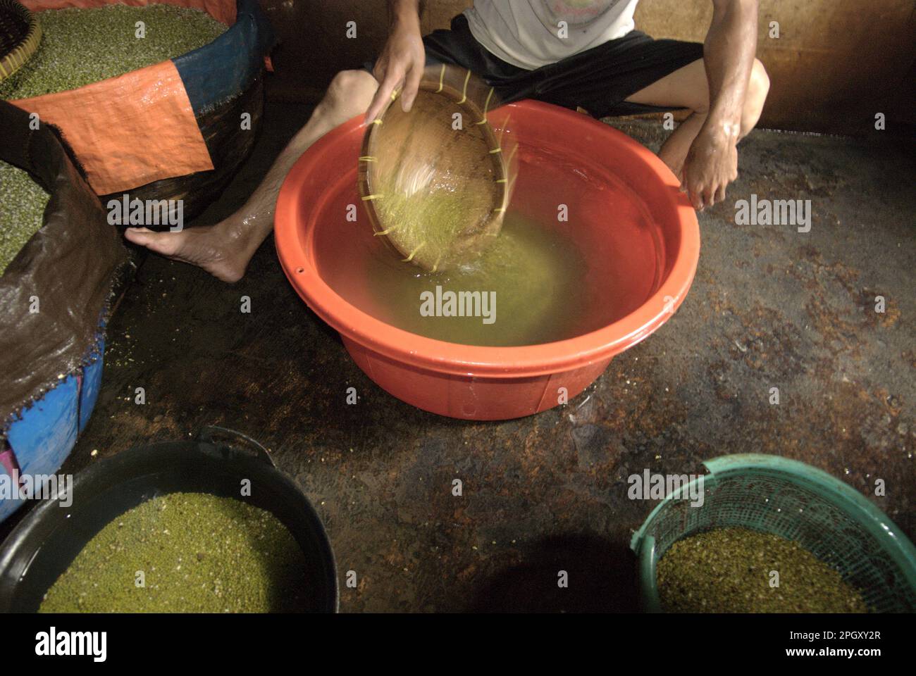 Un travailleur lave des haricots mungs (Vigna radiata) dans une ferme de gerflage de Jakarta, en Indonésie. En raison de son adaptabilité et de ses bienfaits nutritifs, les germes de haricot mung sont largement cultivés et consommés en Asie de l'est et du Sud-est, selon une équipe de chercheurs dirigée par Mohammad Zakerin Abedin (Département de botanique, Laboratoire de microbiologie, Université Jahangirnagar, Dhaka) dans leur article de 2022. Malgré de nombreux avantages pour la santé, les pousses de haricots mung sont également associées à la présence potentielle d'organismes dangereux, il y a donc des normes de sécurité strictes qui doivent être suivies, selon l'équipe. Banque D'Images