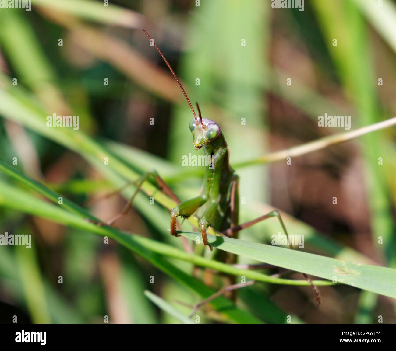 Mantis priant, Mantis religiosa, lame d'herbe agrippante à la recherche de proies. Banque D'Images