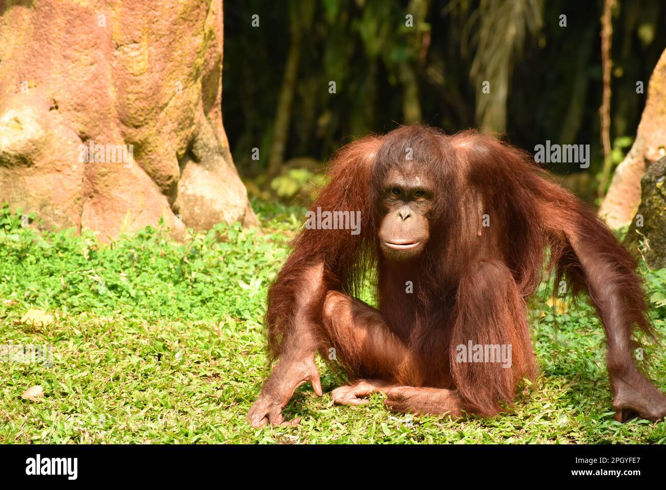 Un orangutan assis sur GRASS.Taman safari Prigen, Java-est, Indonésie. Banque D'Images