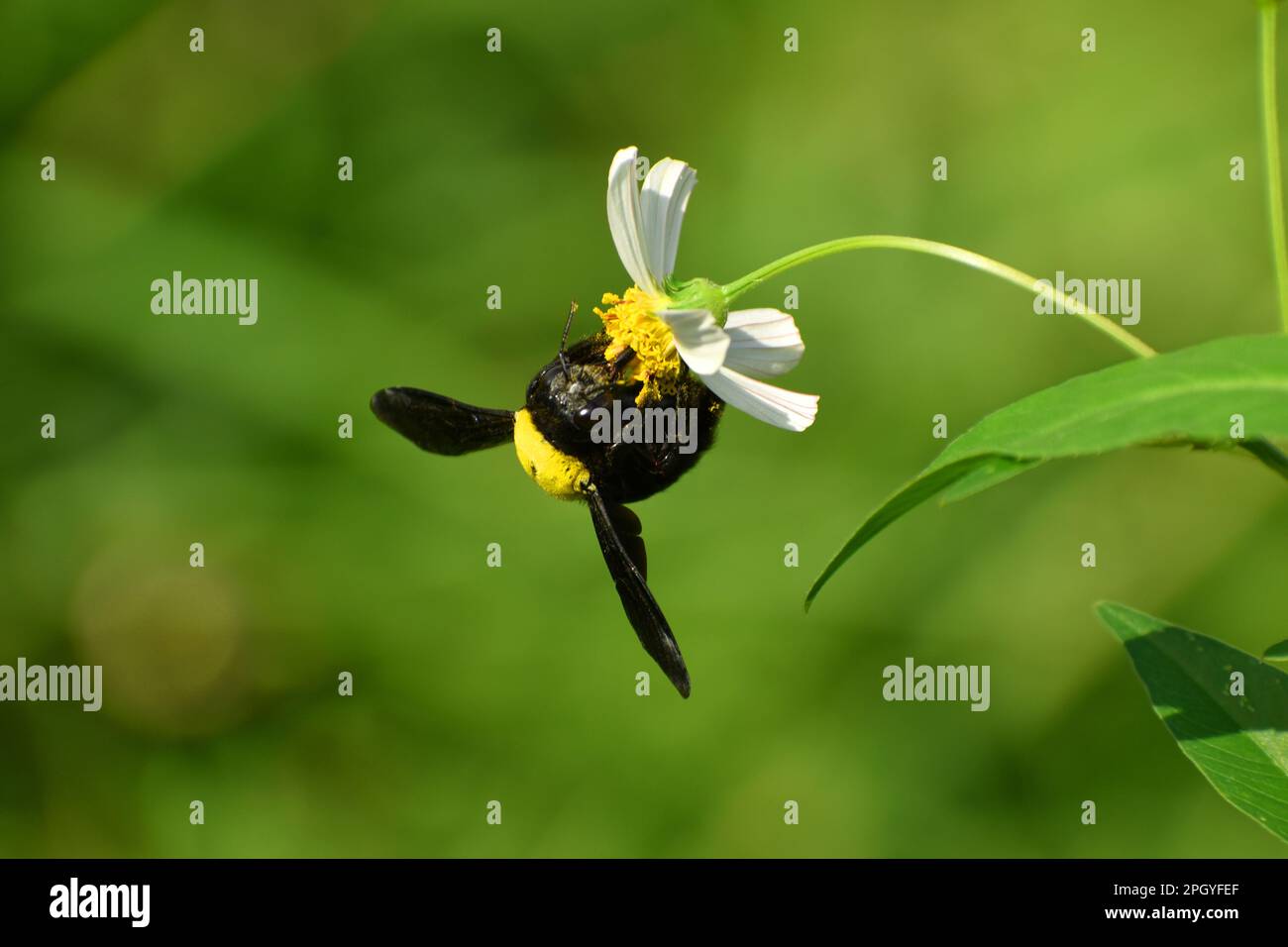 Une abeille charpentier visitant la fleur de griffe du diable. Surakarta, Indonésie. Banque D'Images