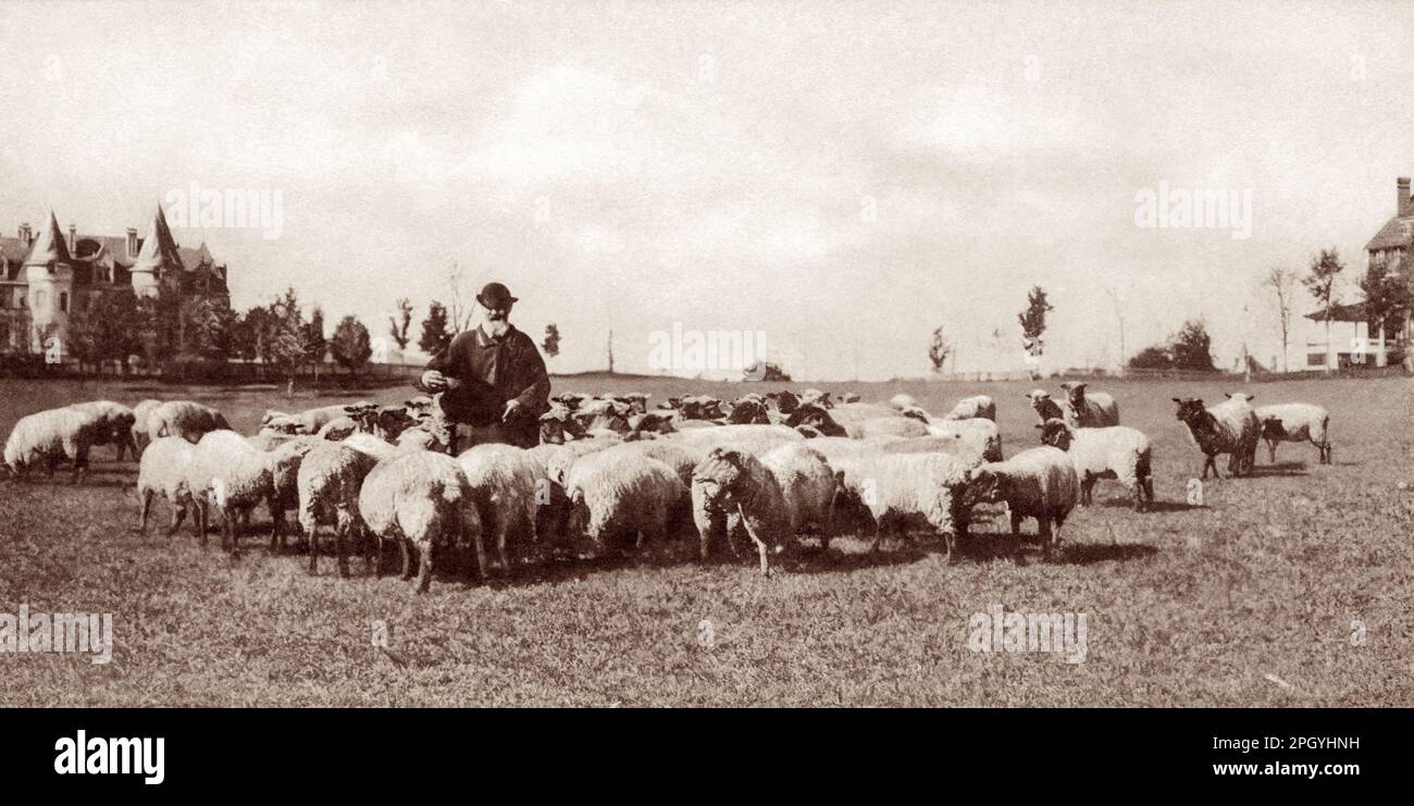 L'évangéliste chrétien américain Dwight Lyman Moody (1837-1899), connu sous le nom de D.L. Moody, debout avec des moutons sur les liens près du château de Northfield et de sa ferme à East Northfield, Massachusetts, c1898. Banque D'Images