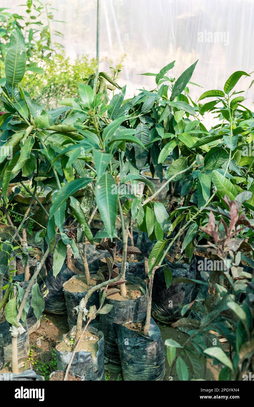 Jeunes plants de mangue au centre de jardin à vendre Banque D'Images