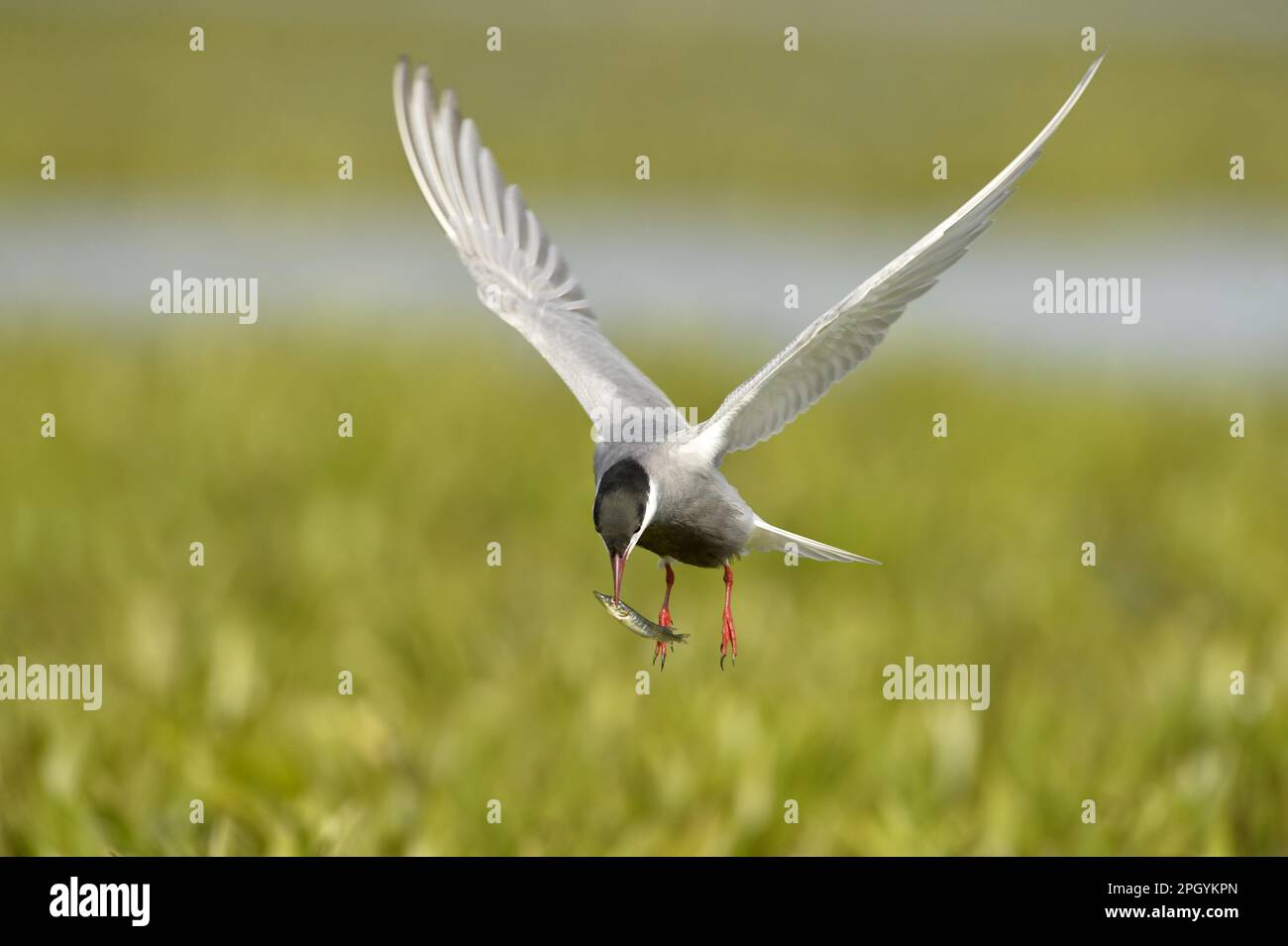 Sterne à moustaches (Chlidonias hybrida) adulte, plumage reproducteur, en vol, avec friture du brochet (Esox lucius) dans le bec, delta du Danube, Tulcea, Roumanie Banque D'Images