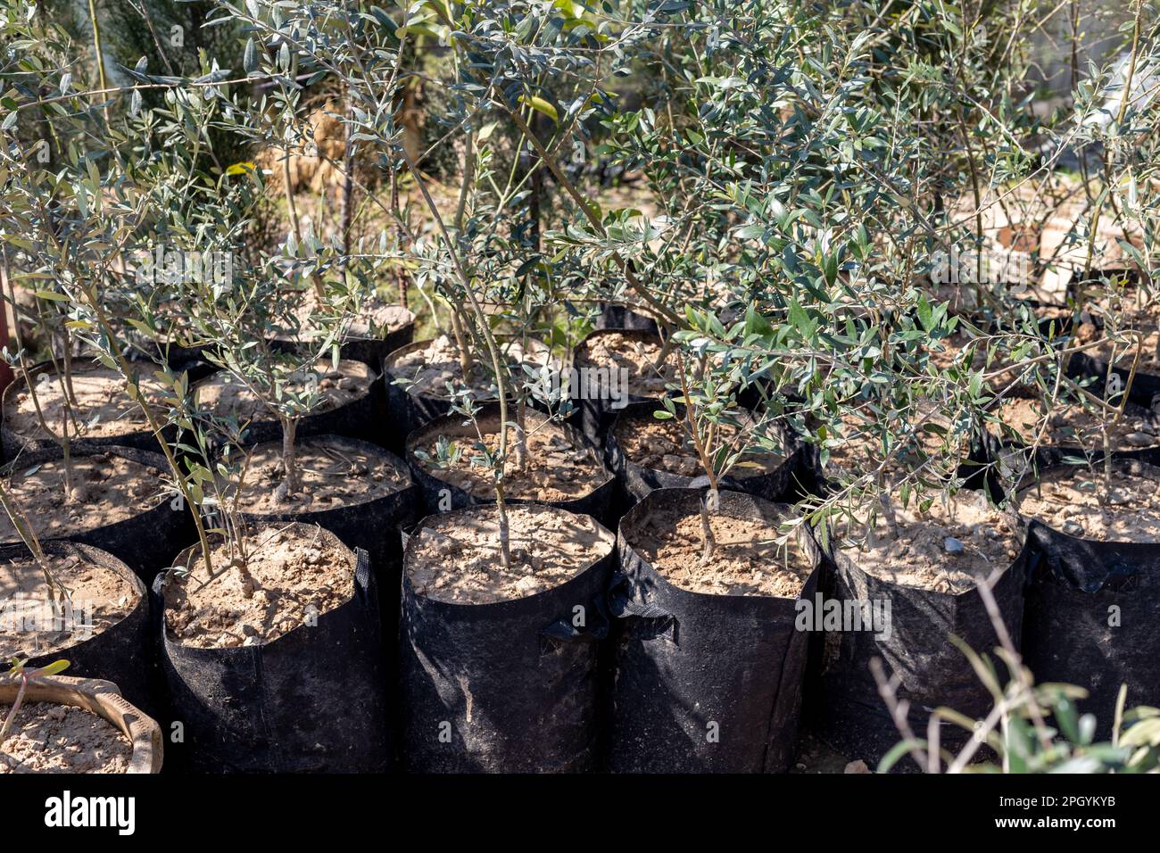 Les plantes d'olive dans les sacs de culture en gros plan Banque D'Images