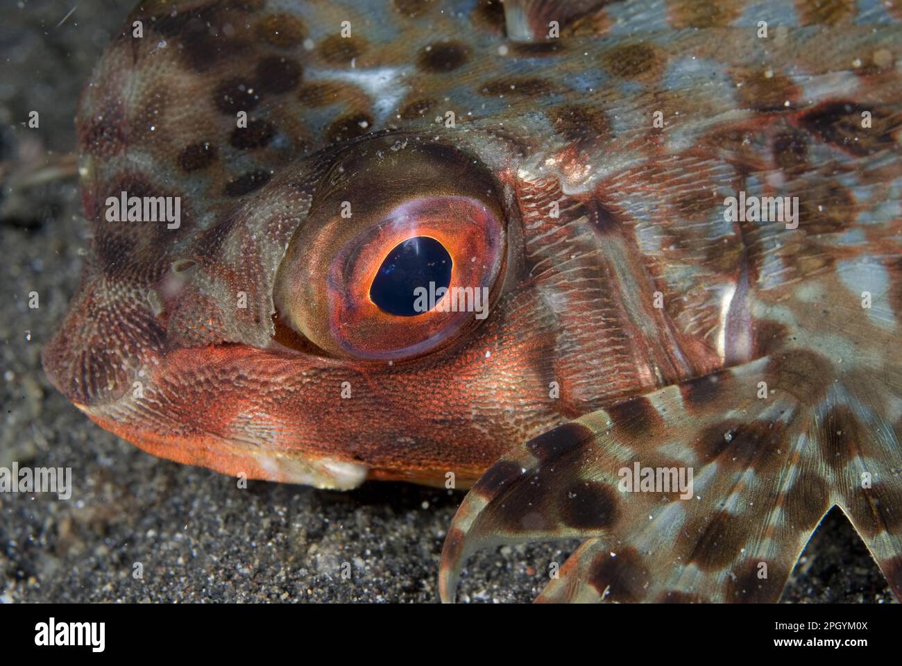 Cornards volants orientaux (Dactyloptena orientalis), autres animaux, poissons, animaux, Dragonhead espèces, Vol de Gurnard adulte, gros plan de la tête Banque D'Images