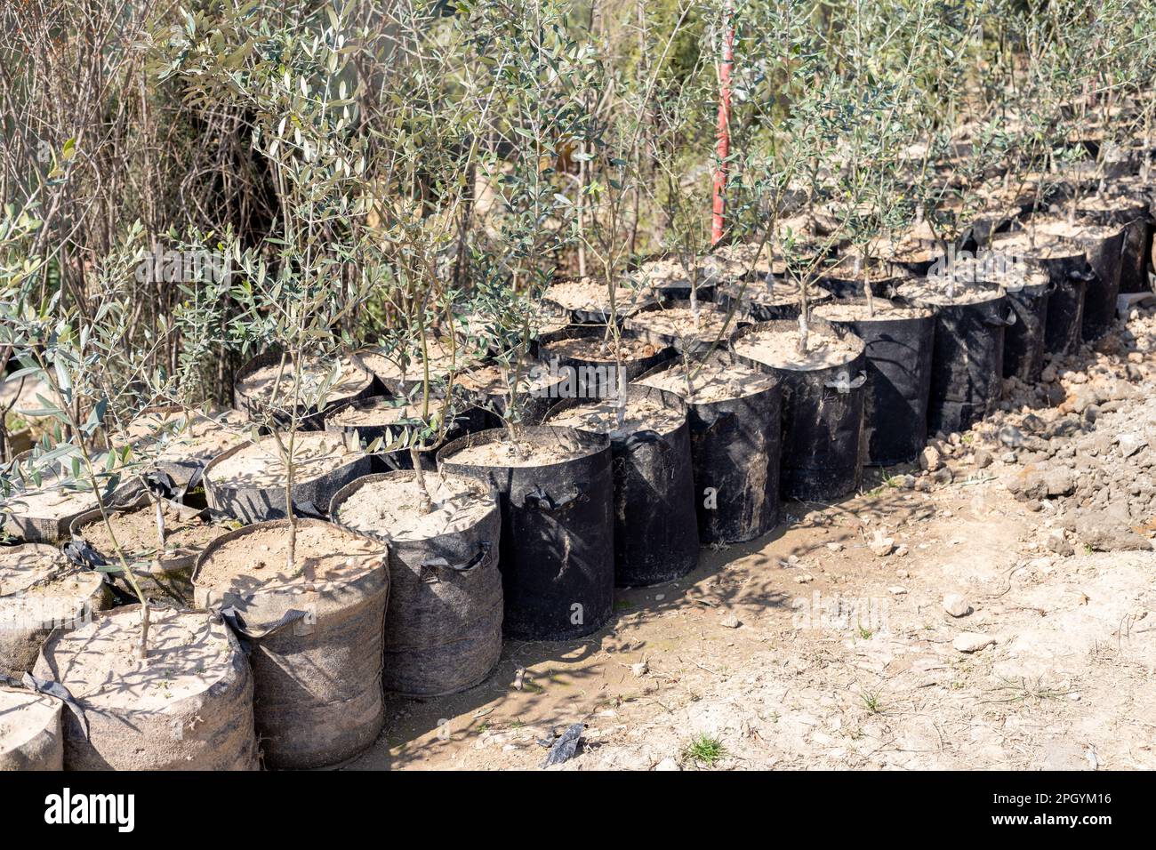 Petits oliviers plantés dans des sacs de culture Banque D'Images
