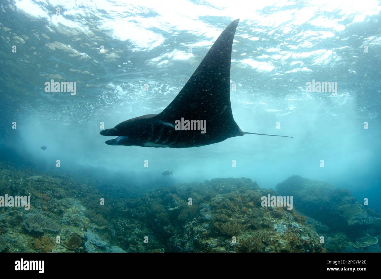 Grand rayon de manta pélagique océanique (Manta birostris), adulte, nage avec des vagues de rupture au-dessus du récif, île de Padar, Komodo N. P. Lesser Sunda Banque D'Images