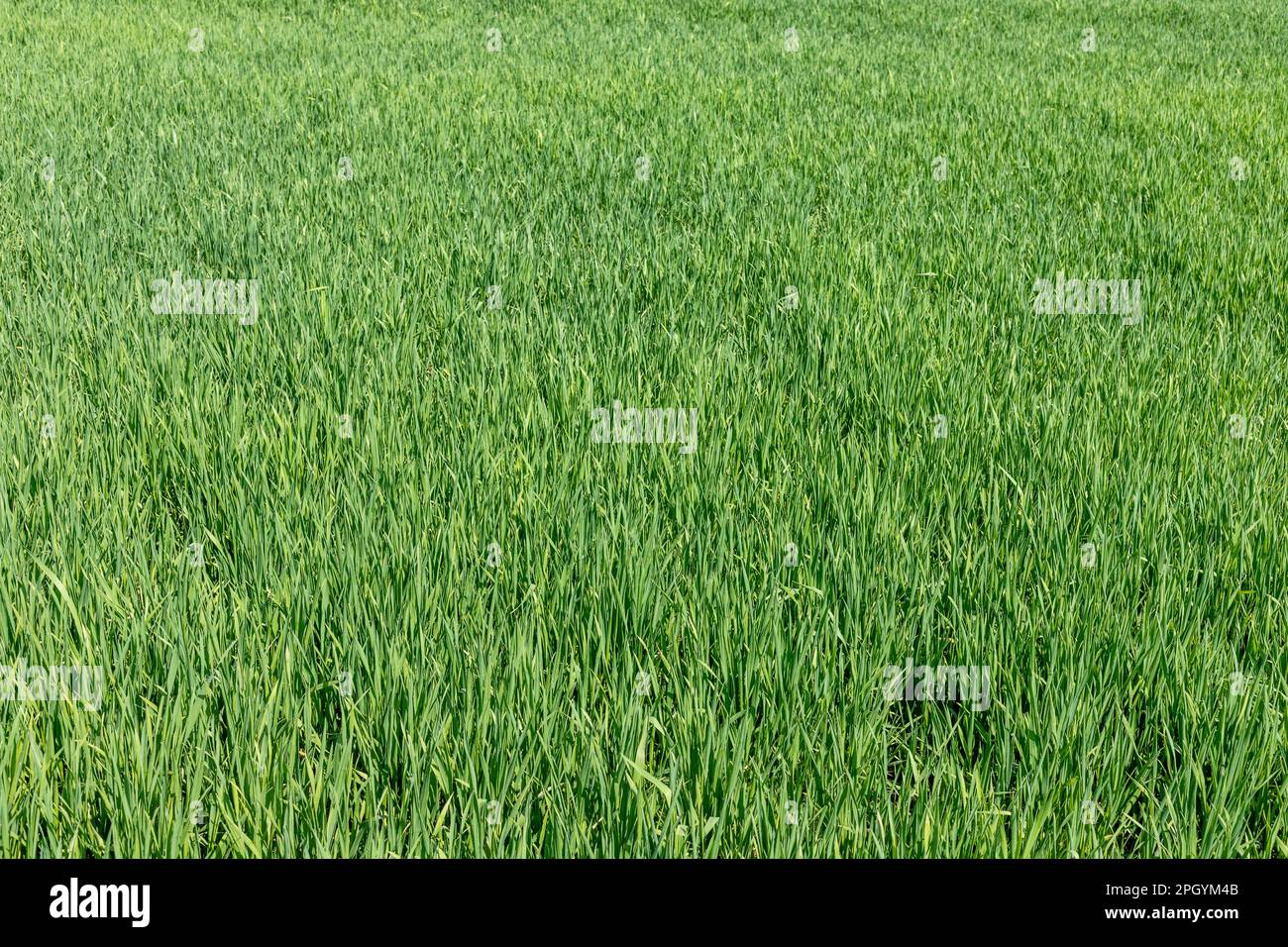 Culture du blé à la campagne. plantes de blé vert Banque D'Images