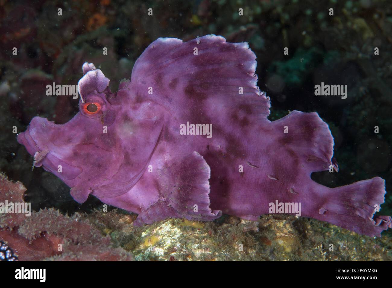 Paddle-lambeau Scorpionfish (Rhinopias eschmeyeri) adulte, Aer Perang, Lembeh Straits, Sulawesi, Grande Iles Sunda, Indonésie Banque D'Images