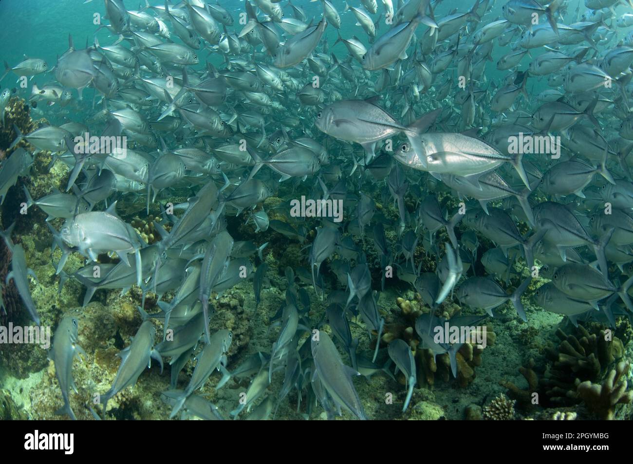 La nage au-dessus du récif, île de Sipadan, Sabah, Bornéo, Malaisie Banque D'Images