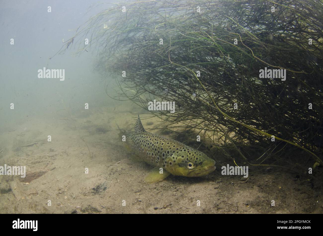 Salmo trutta forma fario, truite brune, truite de rivière, truite de montagne, truite de roche, Truite brune, truites brunes (Salmo trutta fario), truite de montagne, Rock Banque D'Images