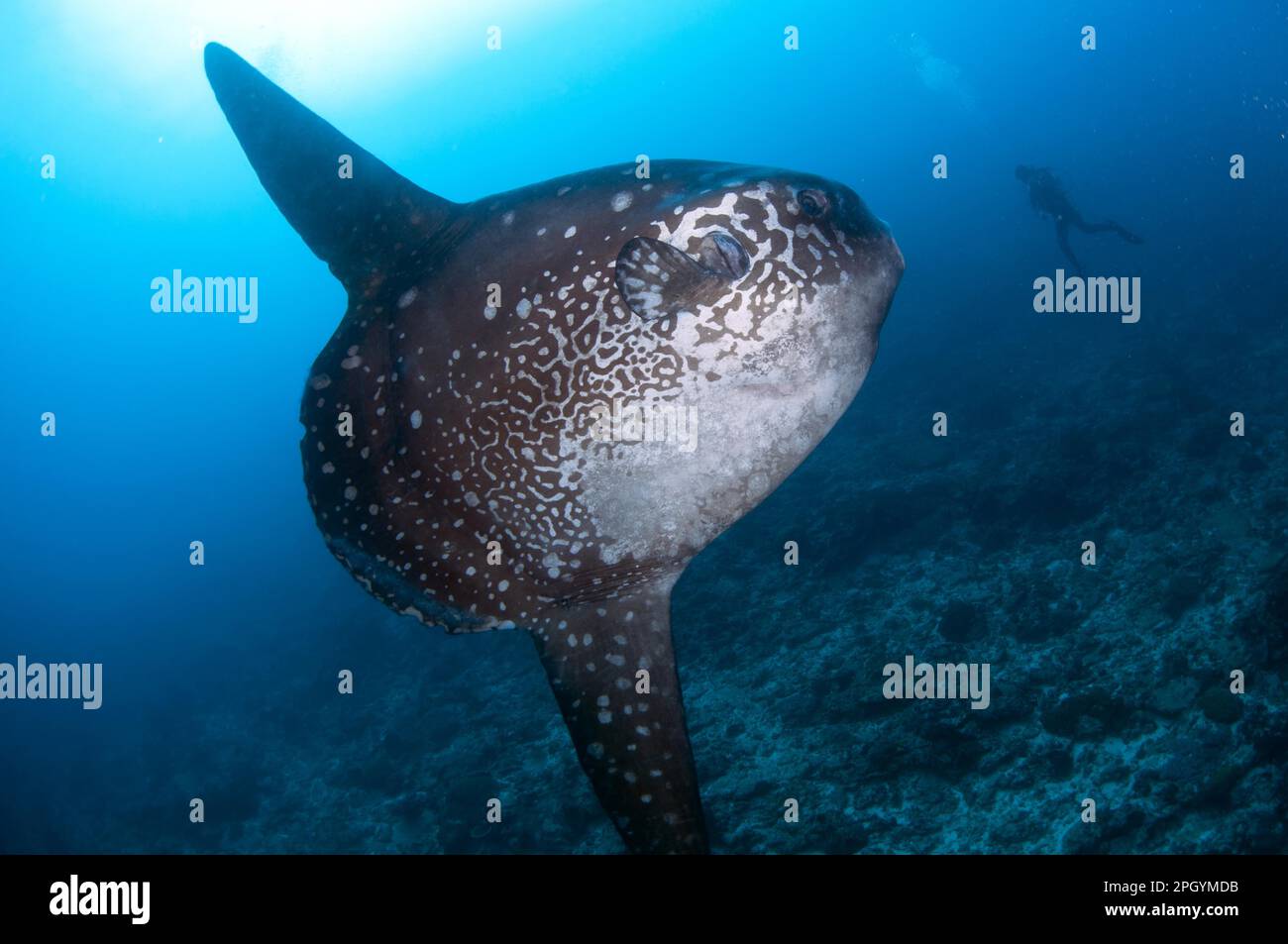 Poisson solaire de l'océan (Mola mola), poisson de lune, autres animaux, poisson, animaux, Poisson de soleil de l'océan adulte, baignade près du plongeur, Batu Abah, Nusa Penida, Bali, Moins Banque D'Images