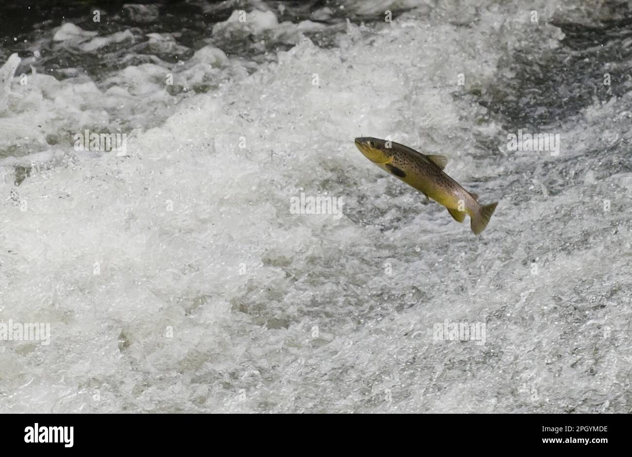 Salmo trutta forma fario, truite brune, truite de rivière, truite