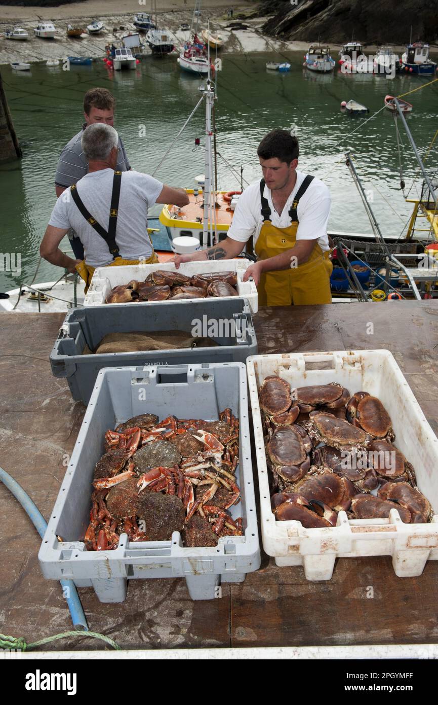 Pêche au crabe, pêche au crabe épineux (Maia scinado) et pêche au crabe comestible (cancer pagurus) au port, Newquay, Cornwall, Angleterre Banque D'Images